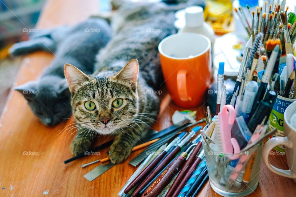 curiously cats on artist's table