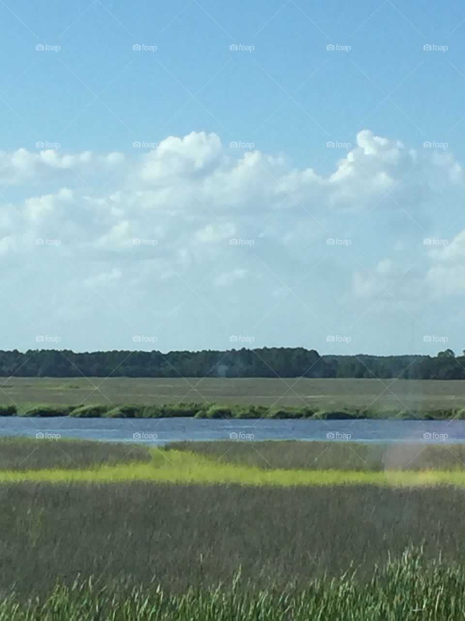 Marshes in Savannah 