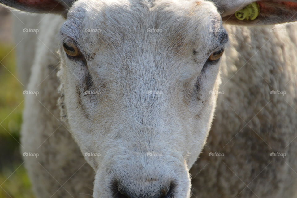 Close Up Of A Sheep