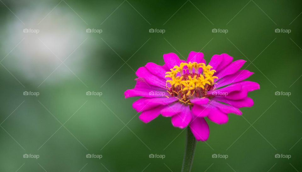 flower fuscia
