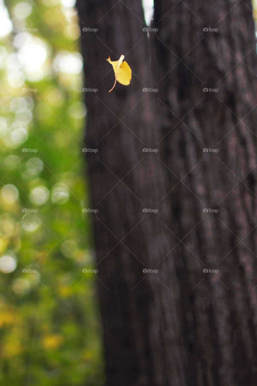 Wood, Tree, Nature, Leaf, No Person
