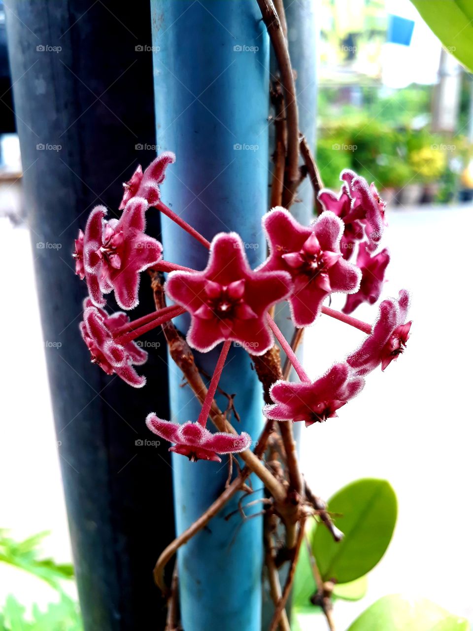Star Flower