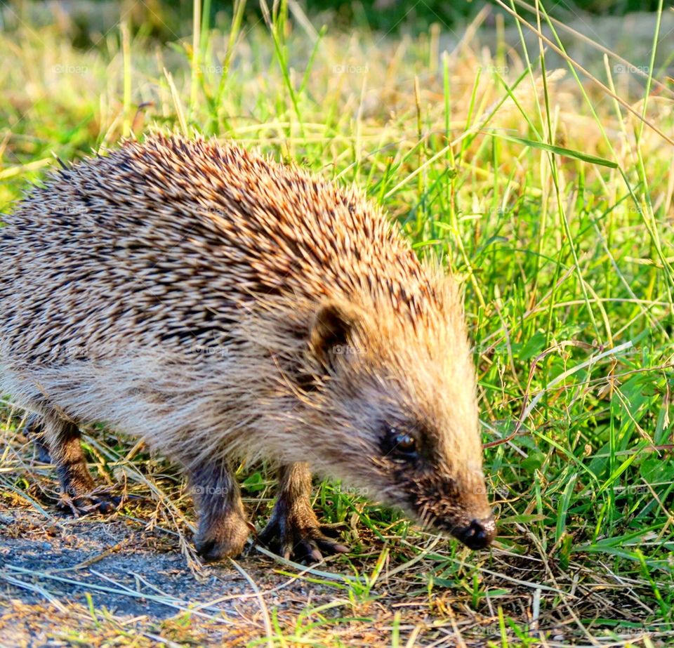 Cute hedgehog in  the  grass
