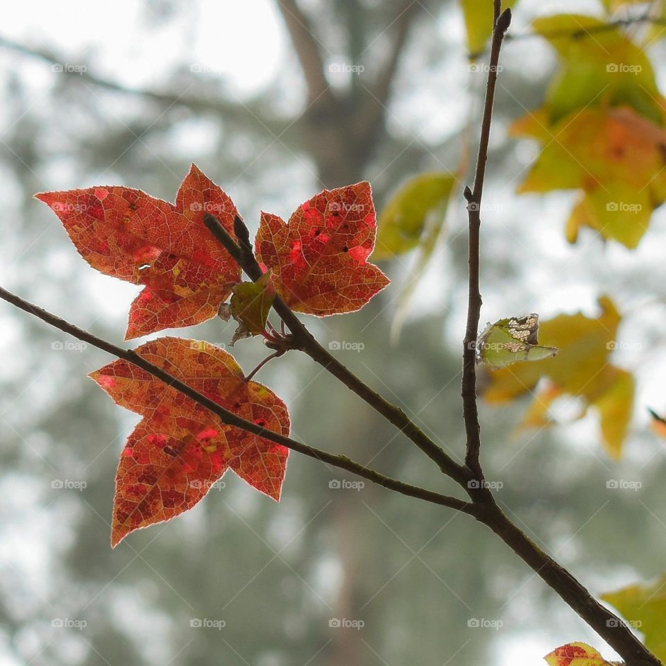 Autumn leaf