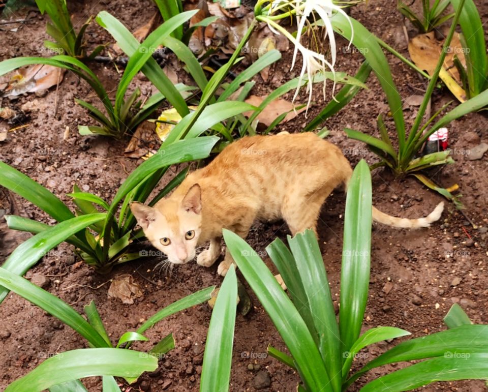 Cat🐈🐈
Stare👁️👁️ at Camera📷
Fauna of World
🌱🌱