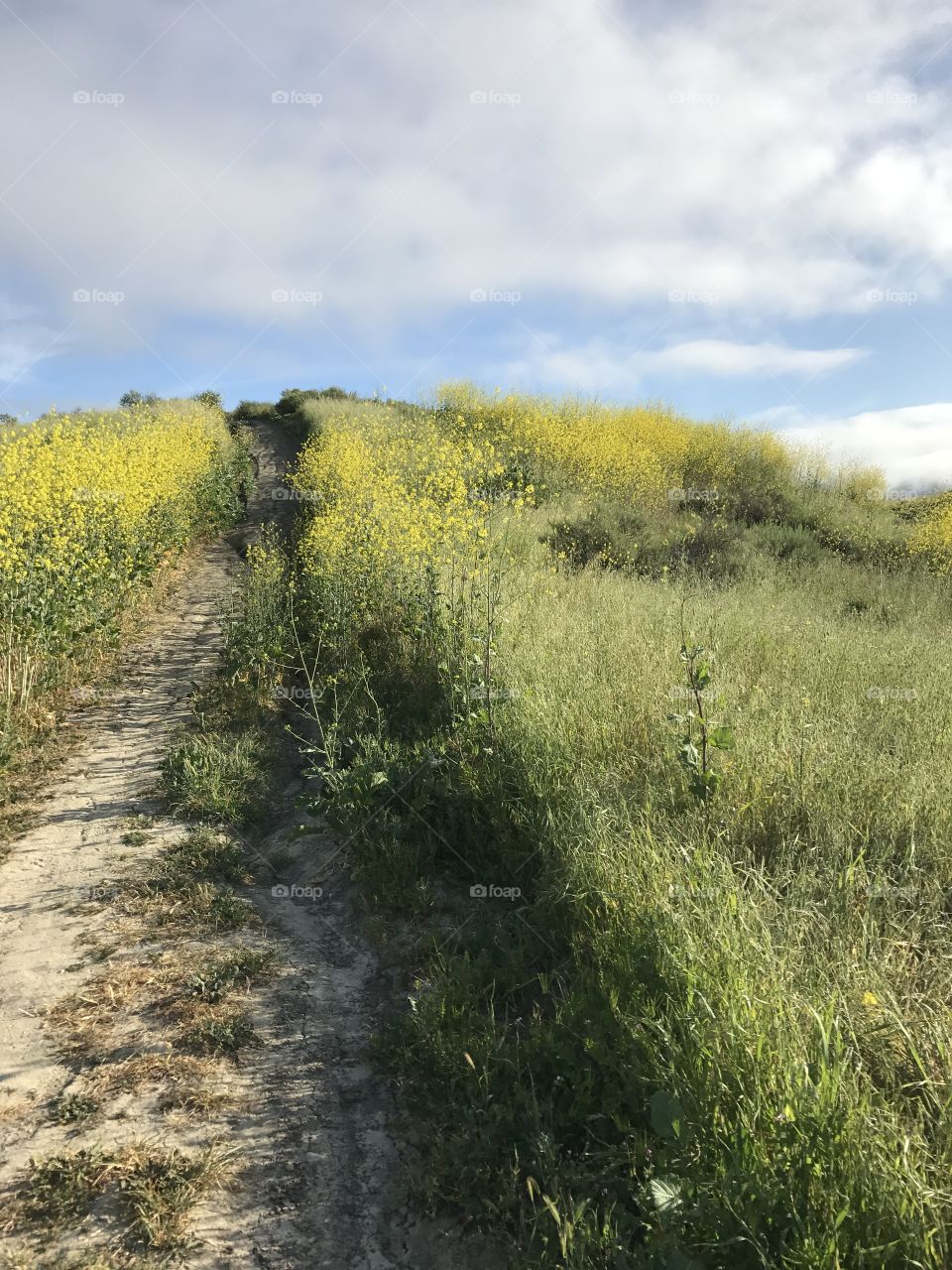 A walk along the trail in the spring 