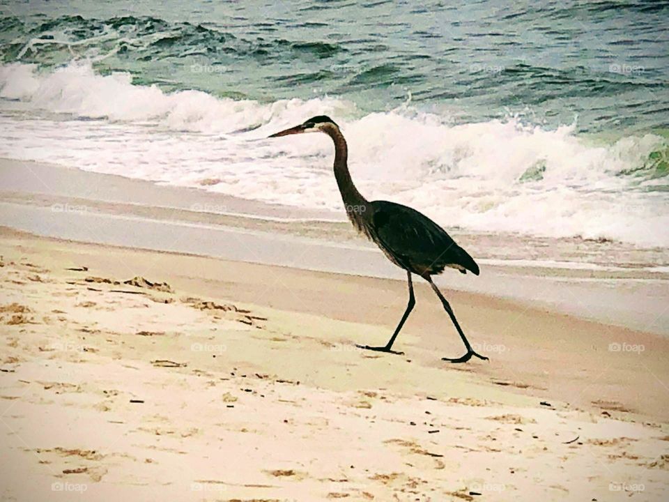 Bird walking in the sand on the beach 