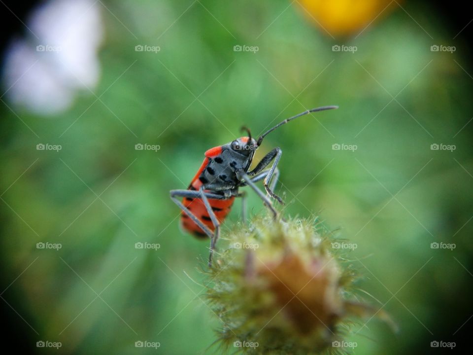 Picture taken with my smartphone and macro lens.