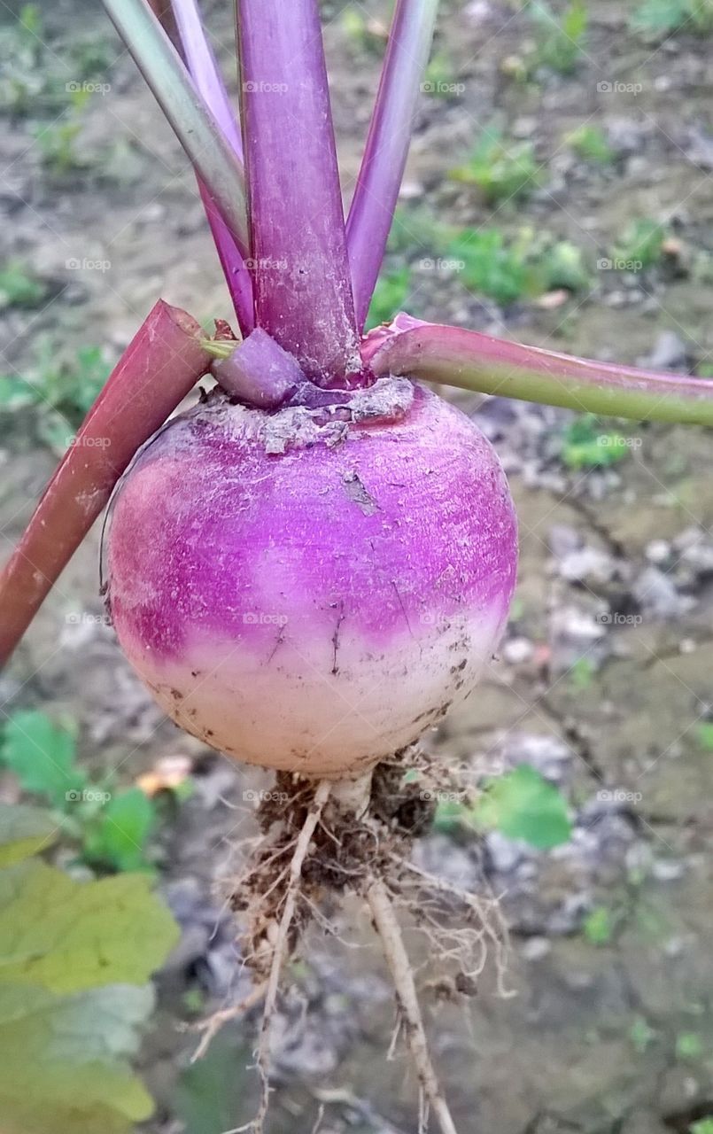 Beautiful turnip