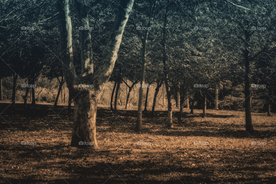 nature wood tree trees by jmiguel