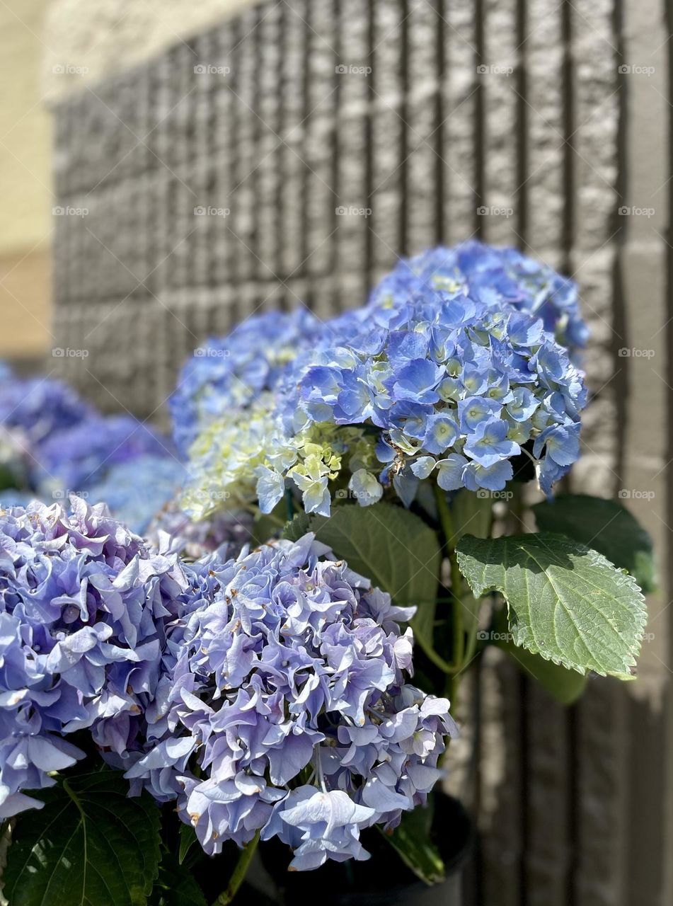 Beautiful blooming blue hydrangeas 