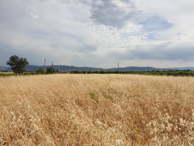 wheat