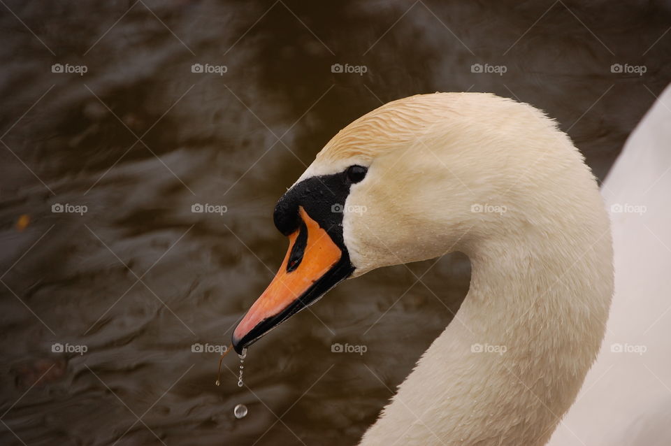 Close-up swan in water