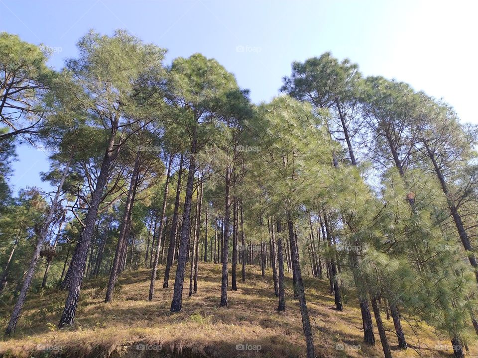 Grove of Pine trees on hilltop