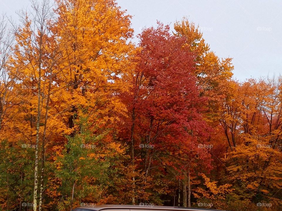 Fall Colors