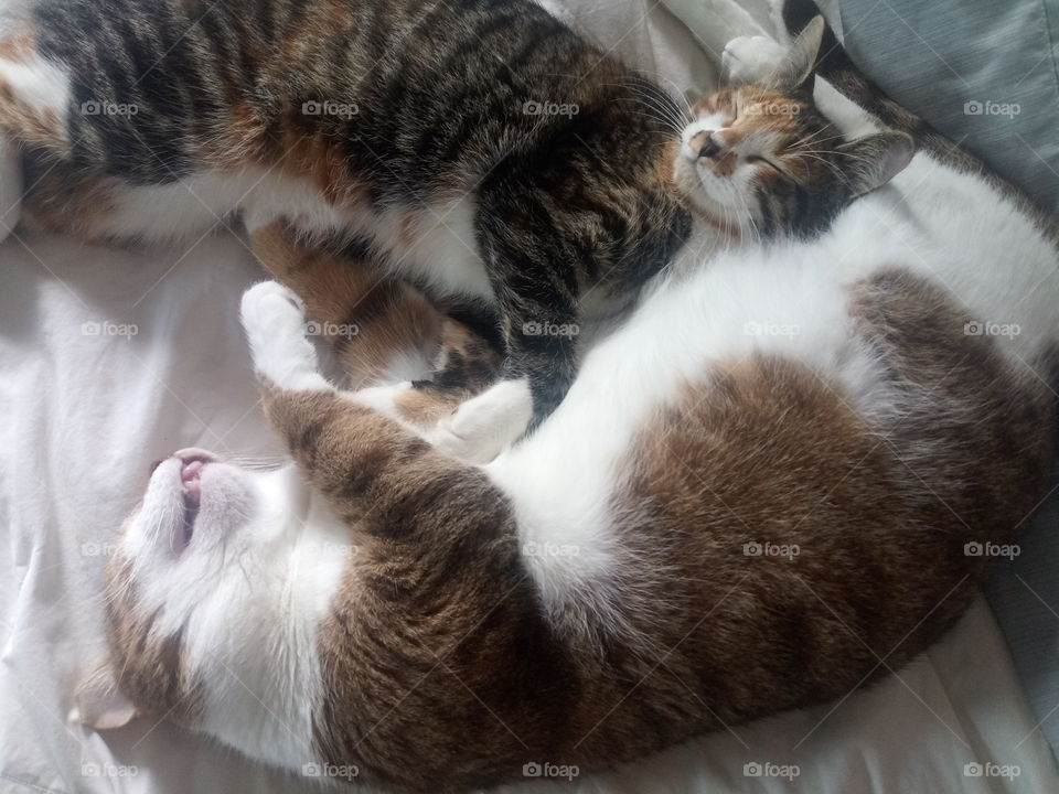 two house cats cuddling together sleeping on a bed