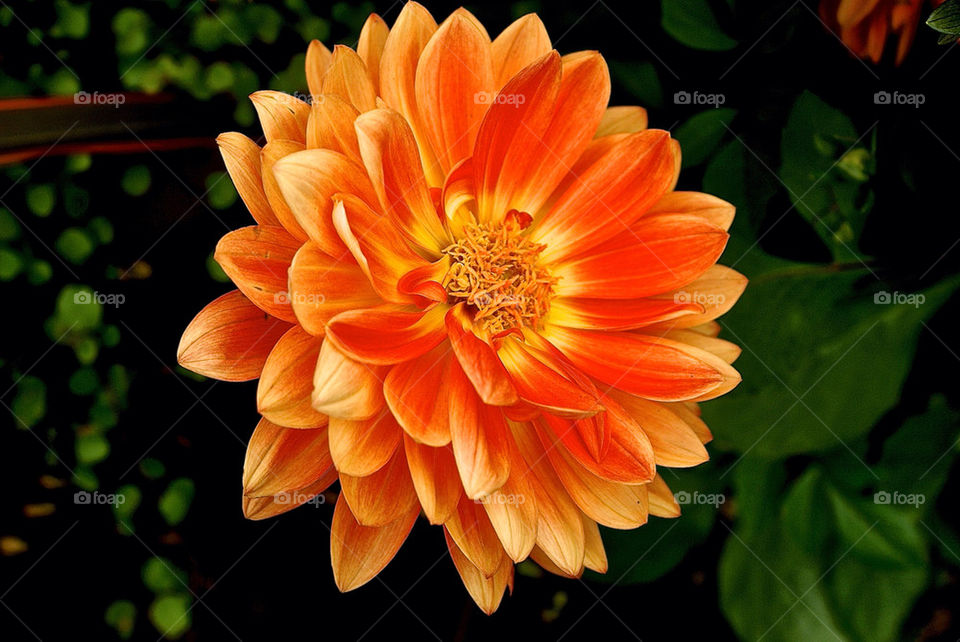 garden flora flower dahlia by lgt41