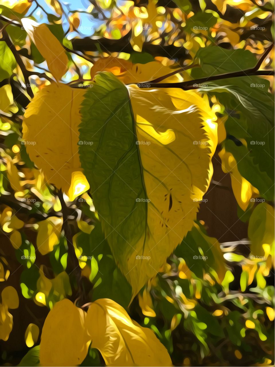 Fall Leaves Dappled Sunlight