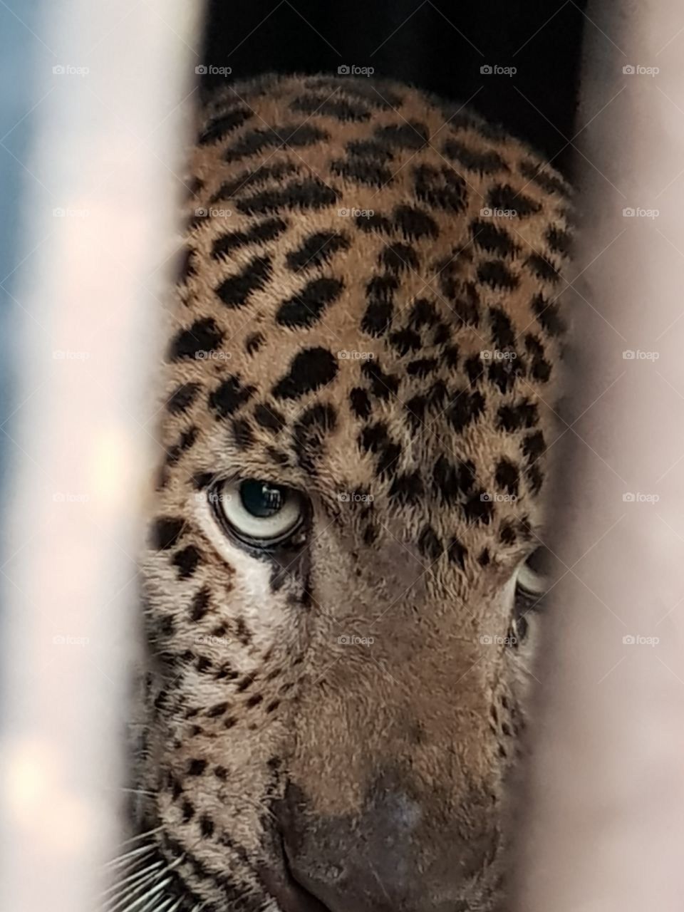leopard in cage