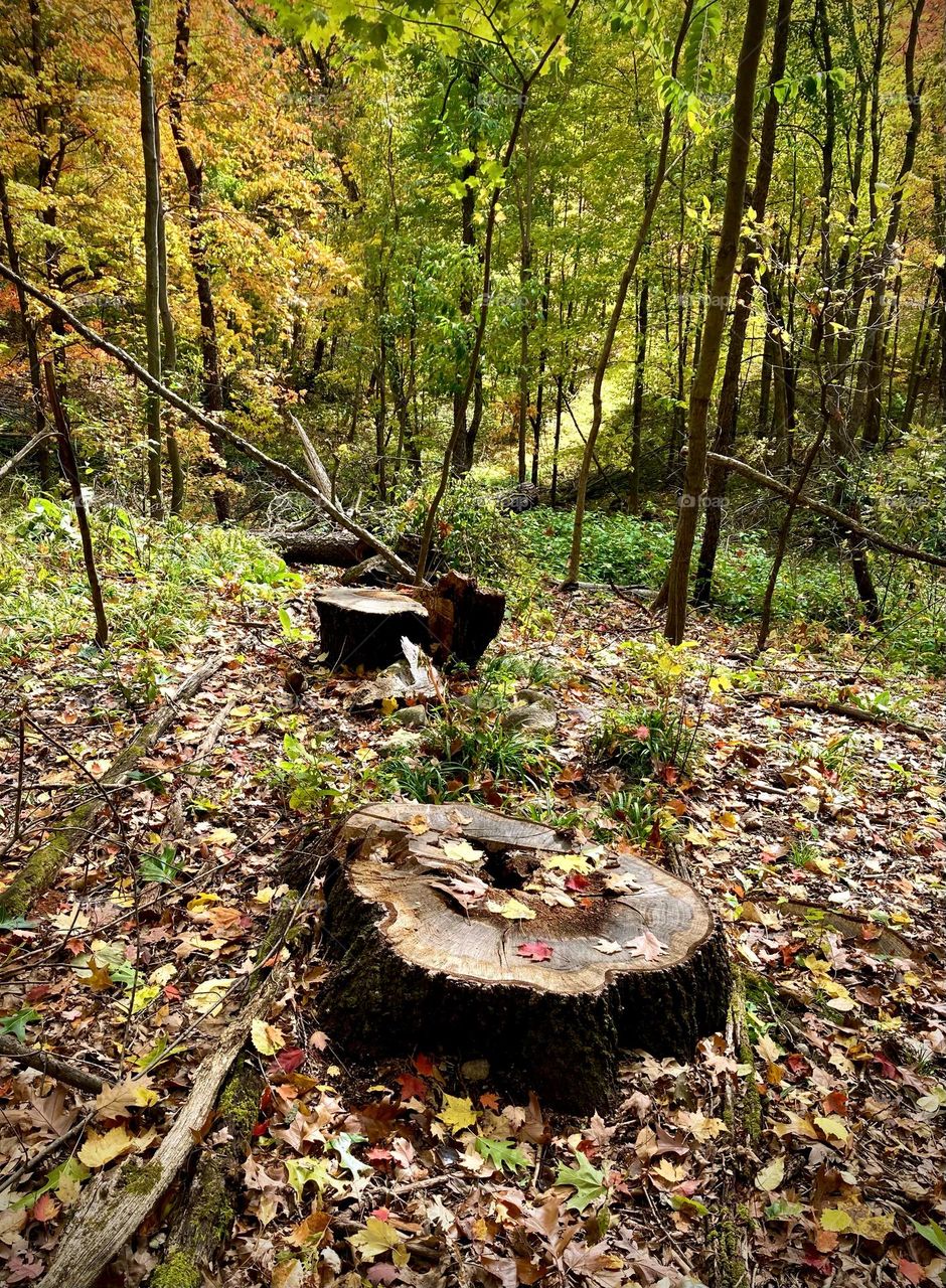 Several tree stumps in a row in the woods in Autumn surrounded by bright green trees and colorful leaves on the ground and on top of the stumps during the day in Michigan