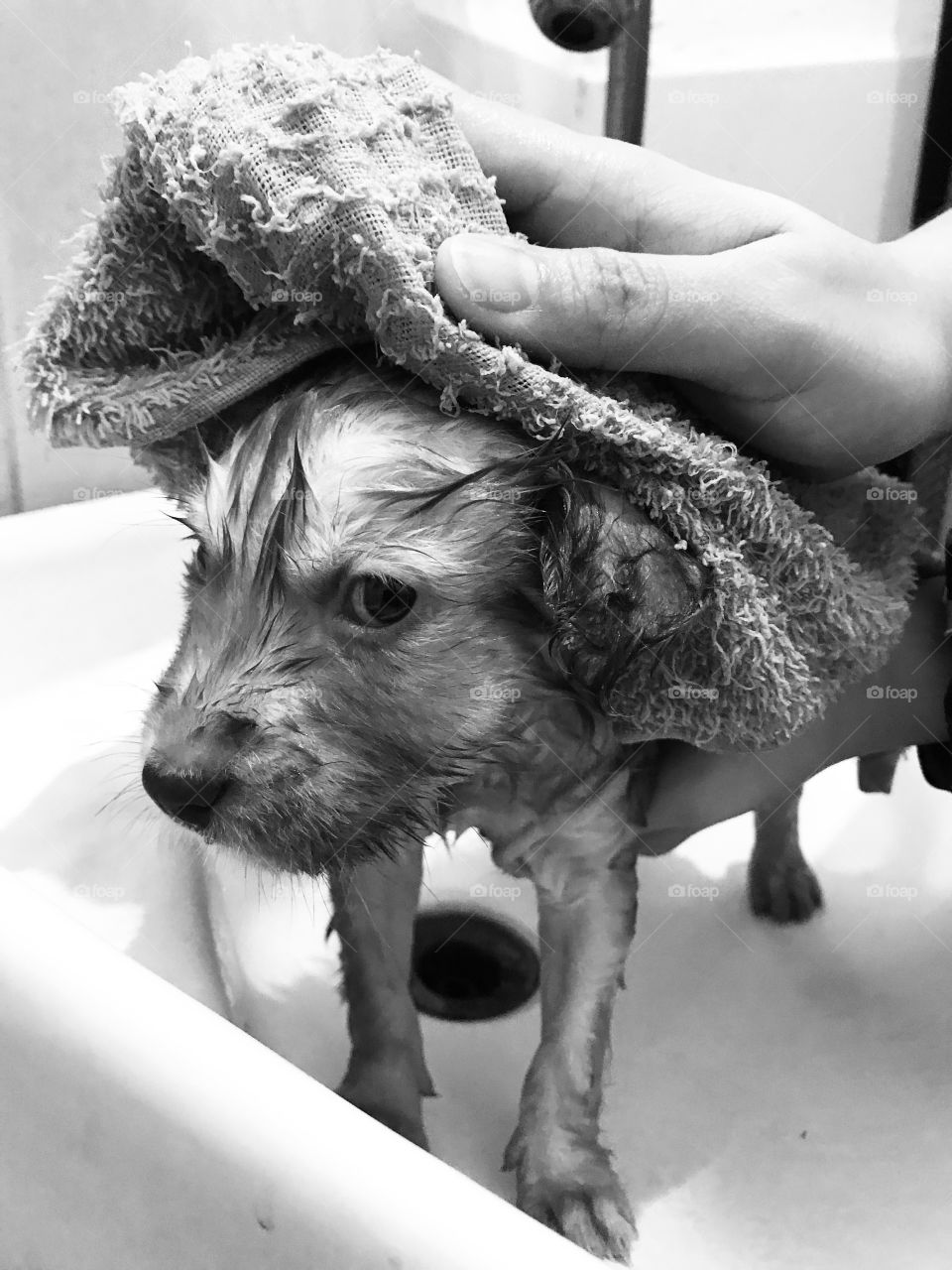 "This is my first official bath. Cheer on me! It's cold! Arf!" - Chewy