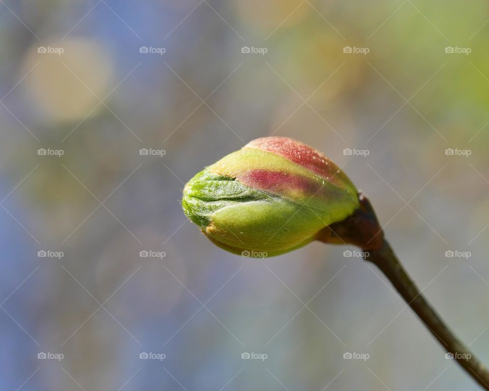 Leaf bud