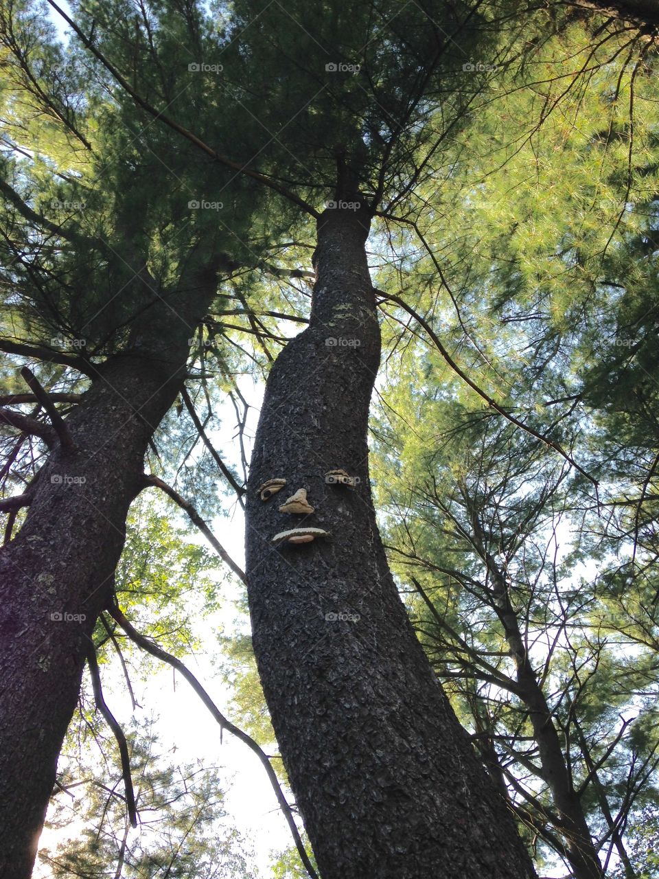 Face In The Pines wBlue Sky. Looking Up called for this pic to be taken.The boughs lit by late day sun make its canopy have light & darkness in it.