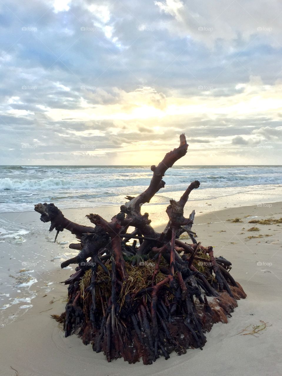 Tree roots washed up on the beach. Storm debris.