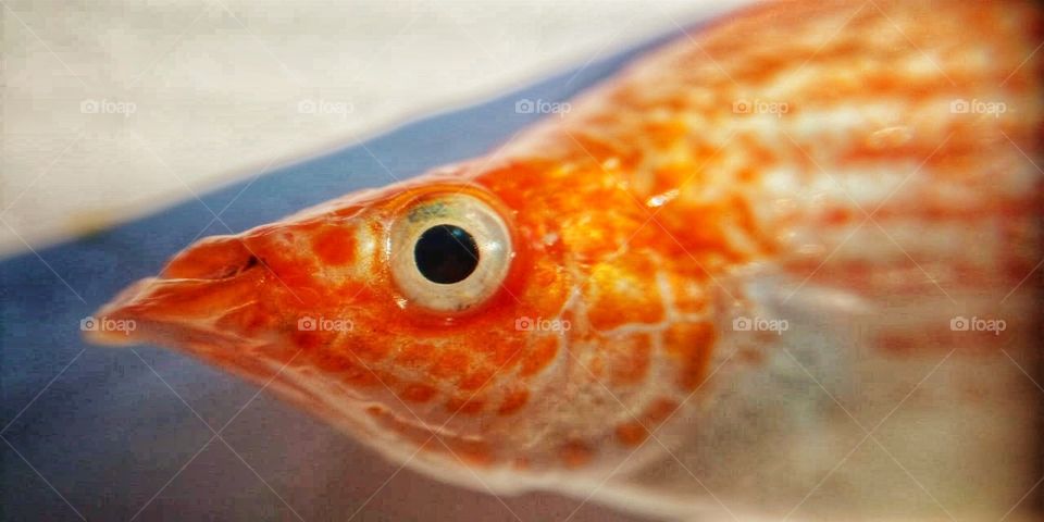 Coloring fish 🐠🐋🐟.