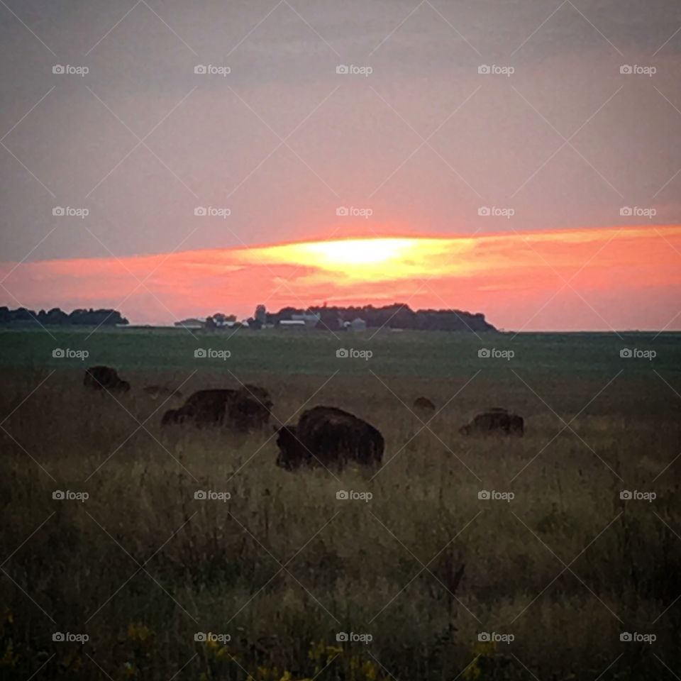 Buffalo roaming and grazing tall grass plains with an orange sunset in the distance.