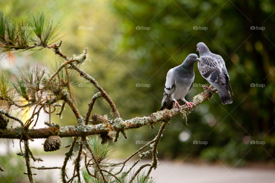 nature tree birds cool by gene916