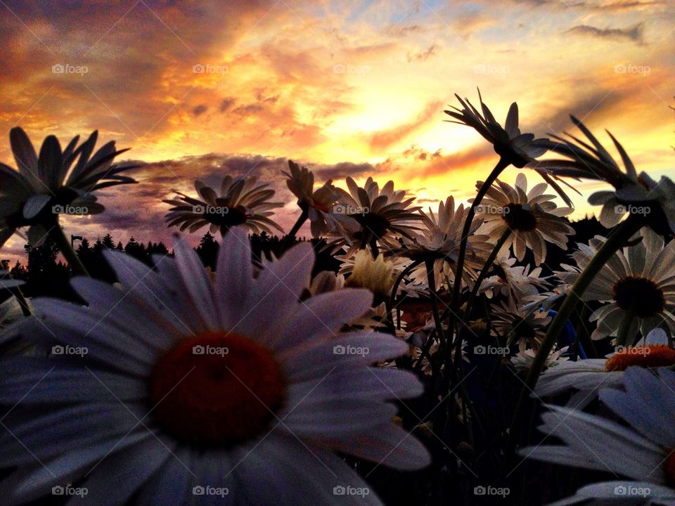 Sunset daisy 