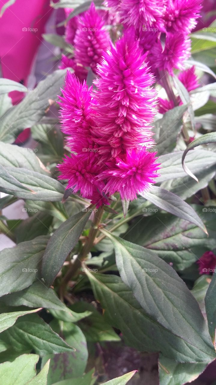 purple celosia in my garden