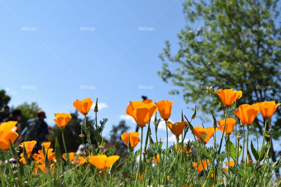 Fields of flowers. Orange