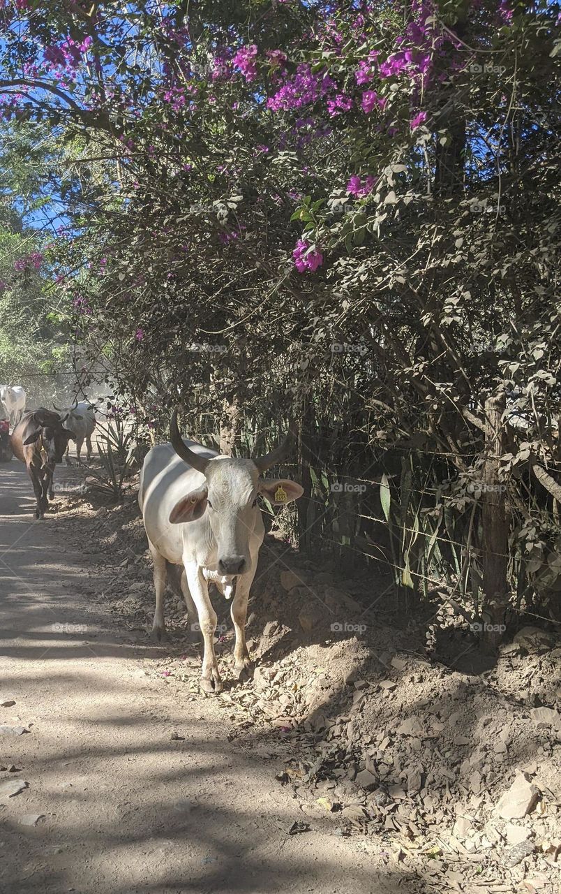 cows in the Mexican jungle walking on a dusty dirt road with pretty purple flowers blooming