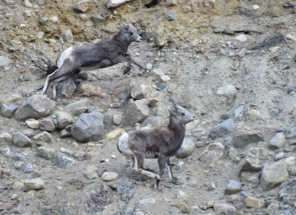 Two bighorn sheep lambs playing on the side of a mountain. They are newborns and this is a spring day.