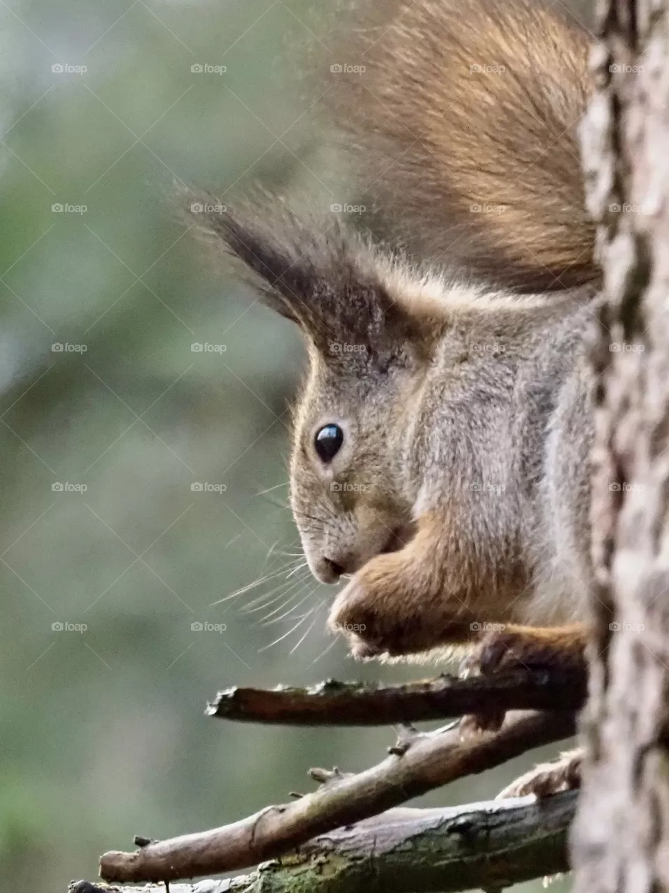 🐿