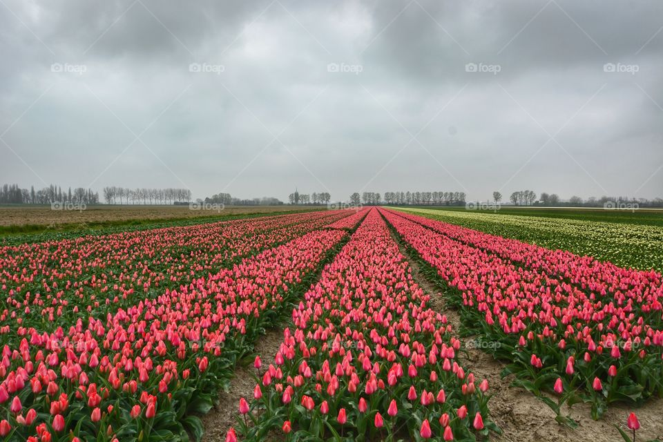 Tulip field