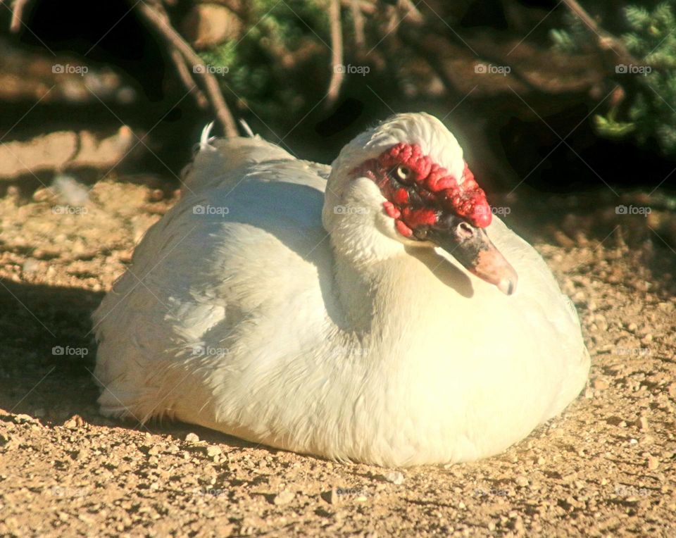 Muscovy Duck at the Lake
