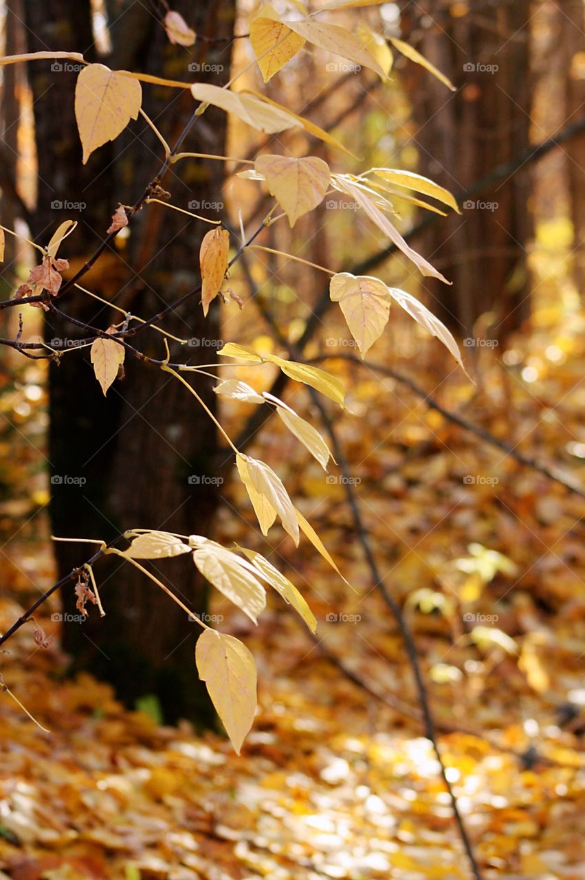 Autumn leaves