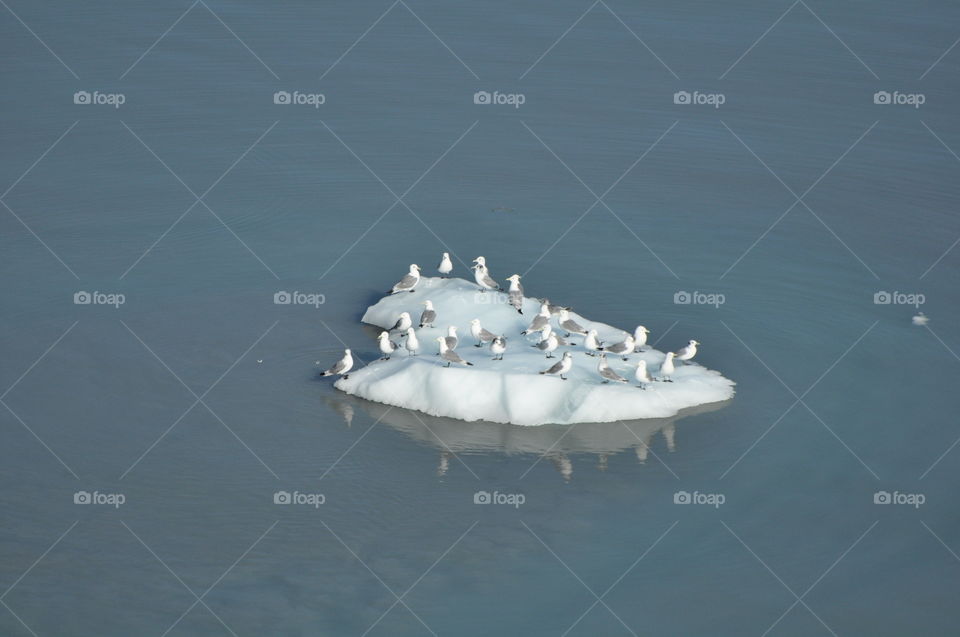 Seagulls on the iceberg