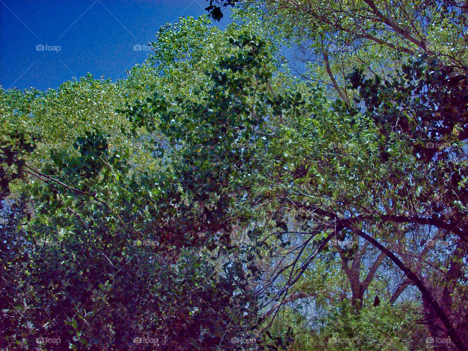 Arizona Cape Of Trees