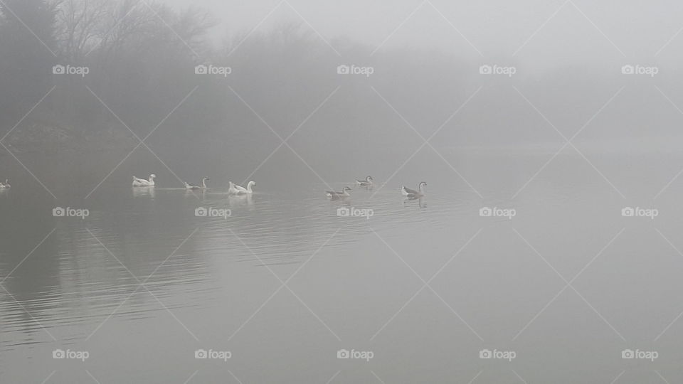 geese in fog