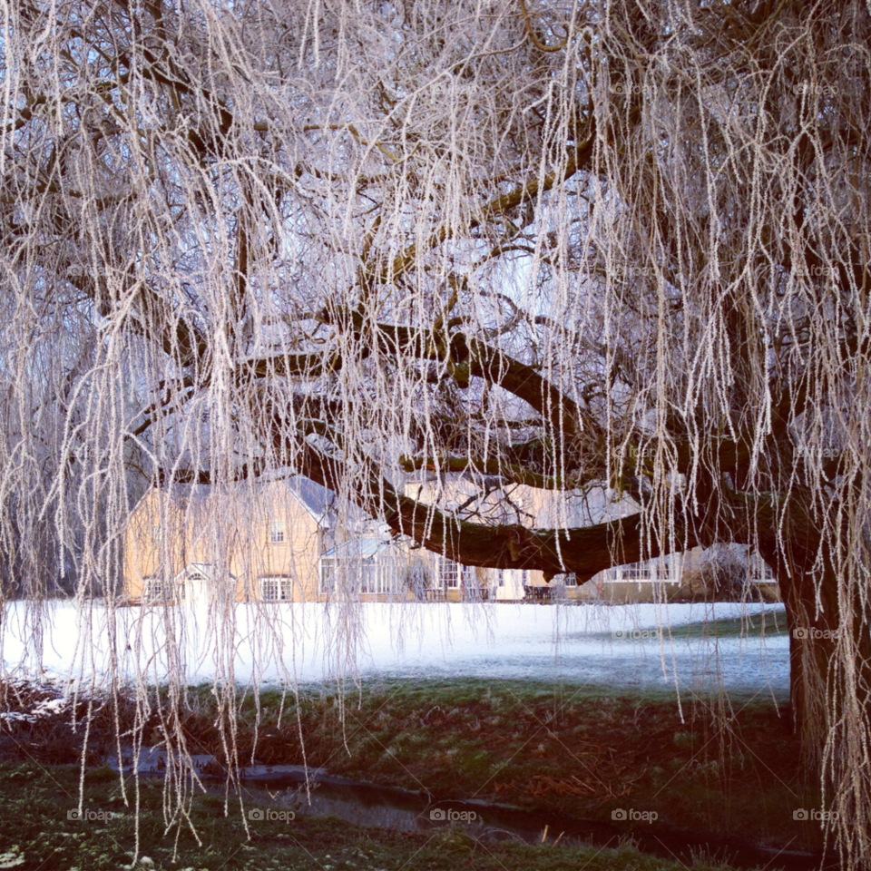 darlington weeping frozen willow snow england by samthebear