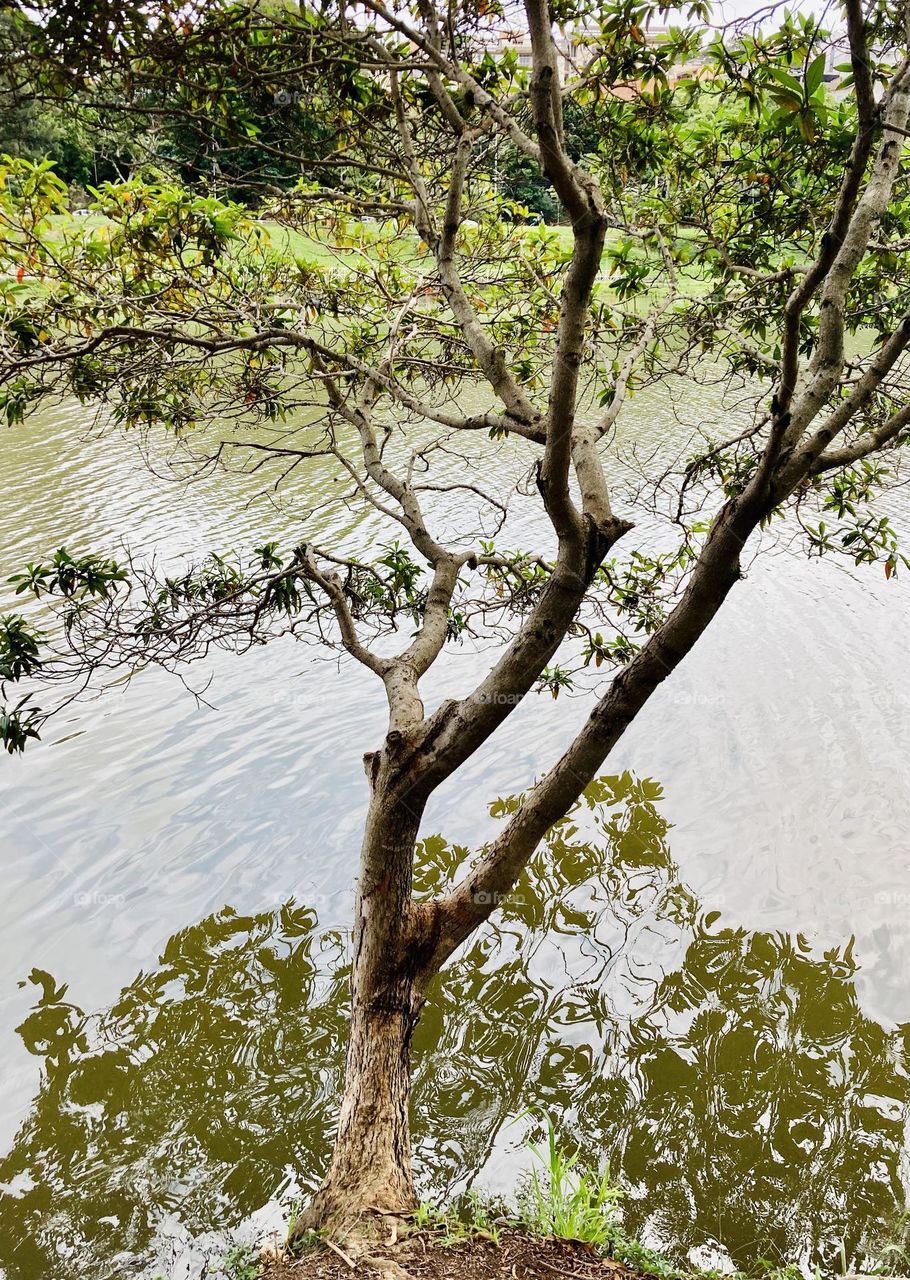 Meio-dia. E depois da chuva da hora do almoço, eis que o Lago do Taboão, mesmo sem sol, resolveu refletir em suas águas a beleza das árvores de suas margens. 
A natureza sempre nos proporciona bons cenários…