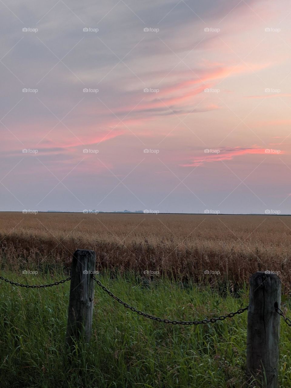 Wheatfield in the country at dusk