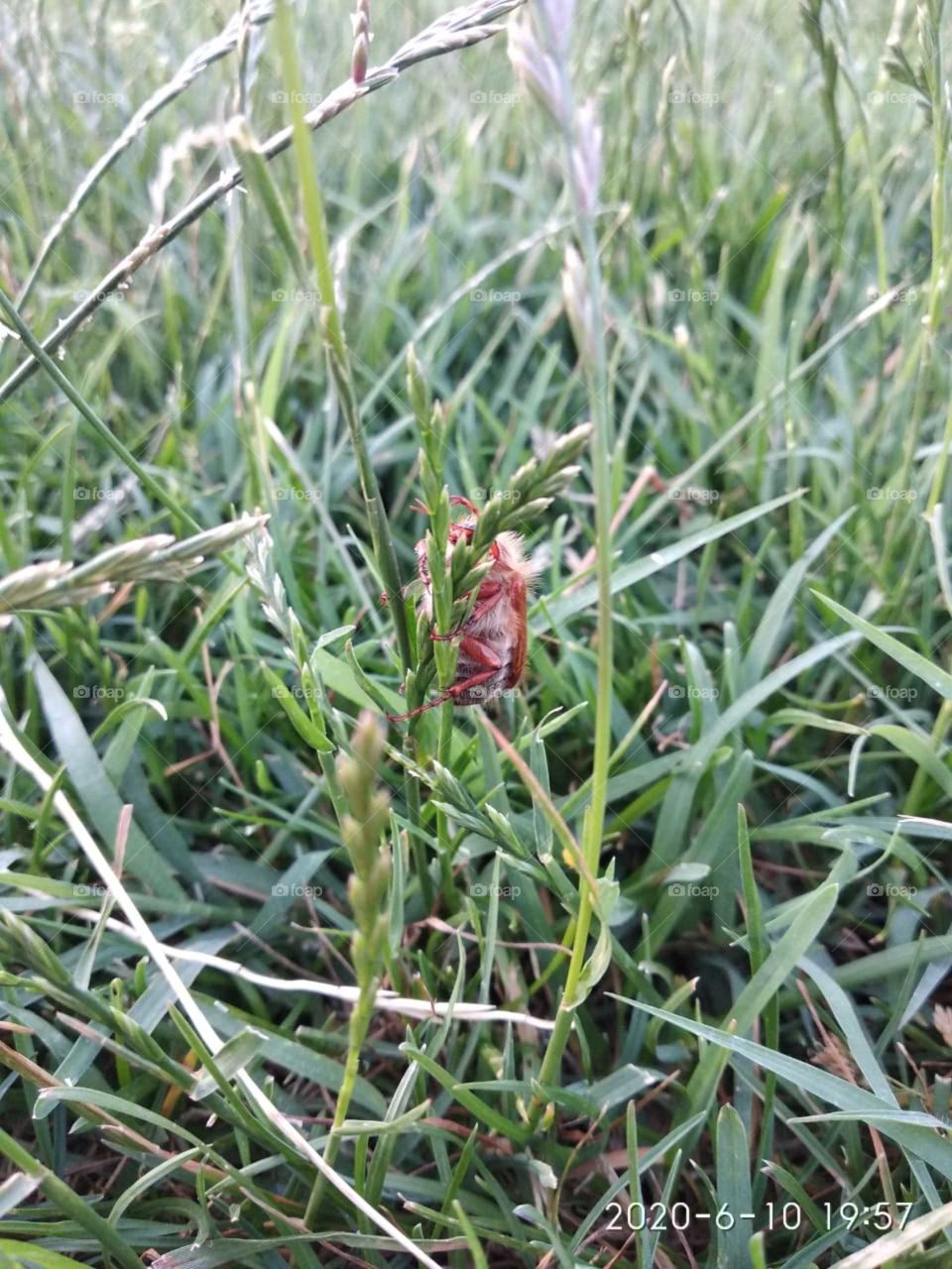 The bug hid in the grass, I thought we would not see it