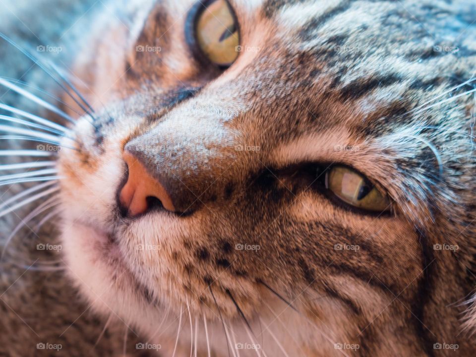 Close-up view of a domestic European cat, relaxed and looking at the observer