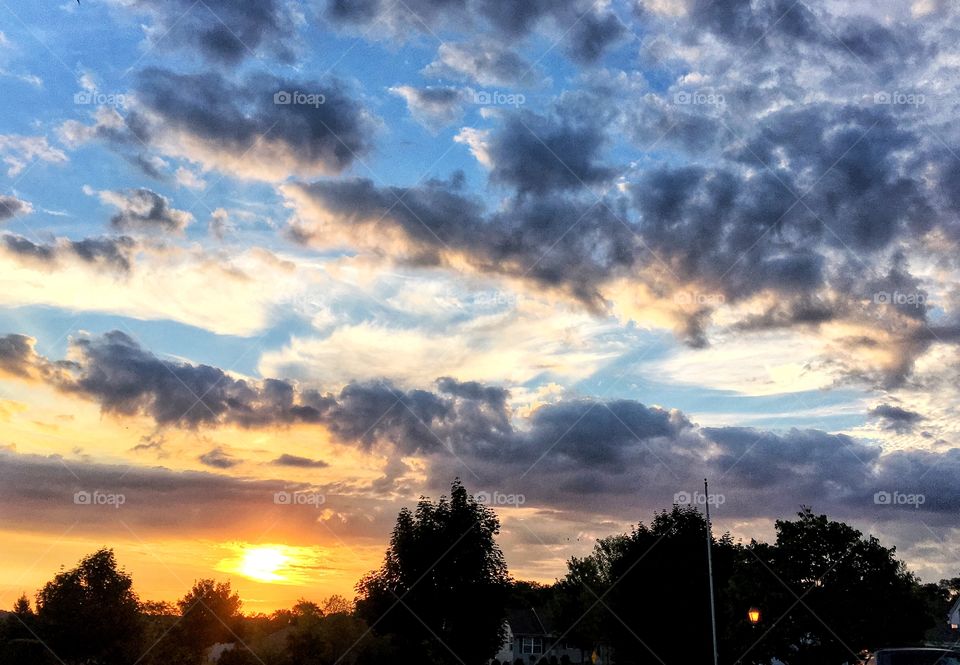 Silhouette of trees during sunset