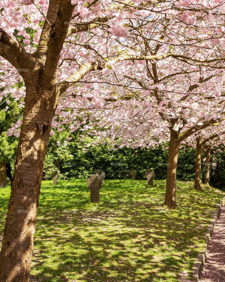 Pink tree